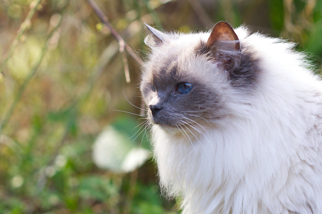 Understanding the Traits of the Ojos Azules